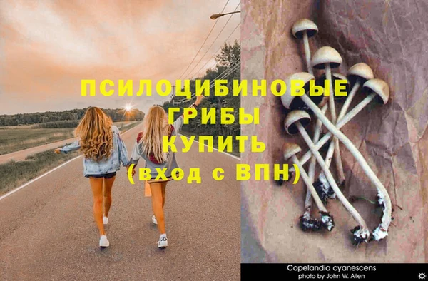 PSILOCYBIN Богородицк